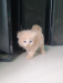 Persian Kitten